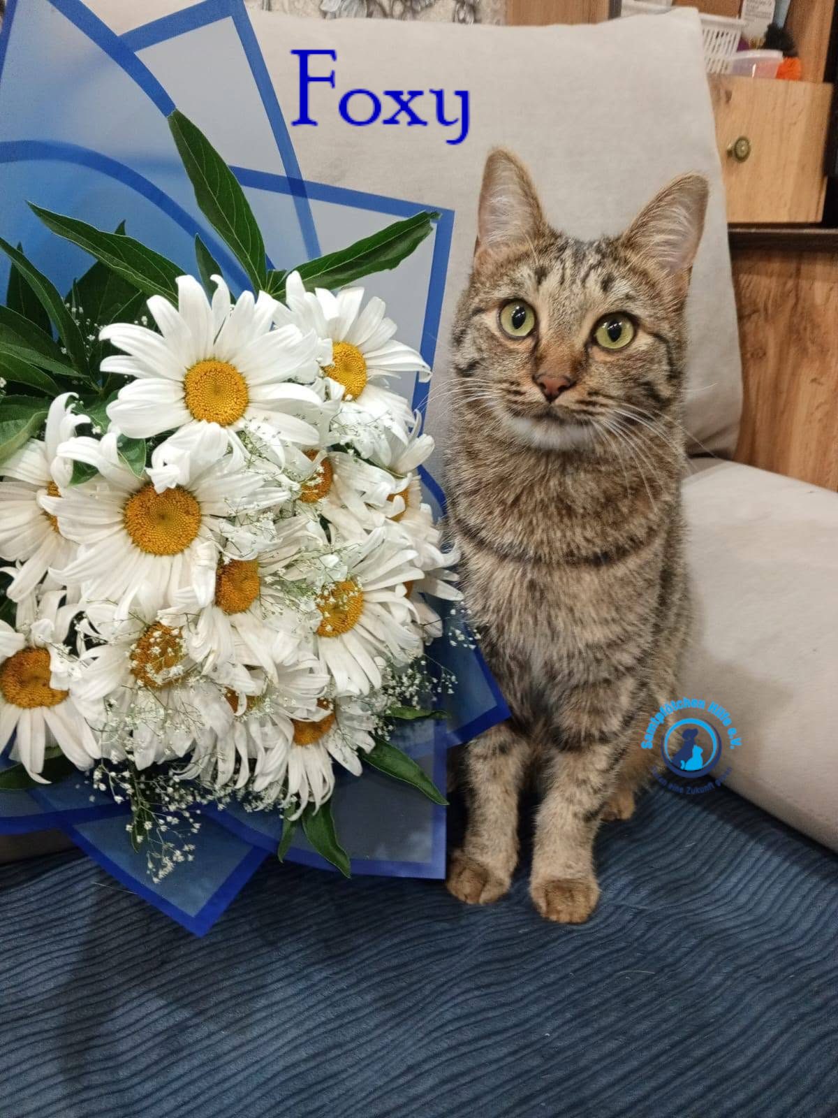 Nadezhda/Katzen/Foxy_III/Foxy_III34mN.jpg
