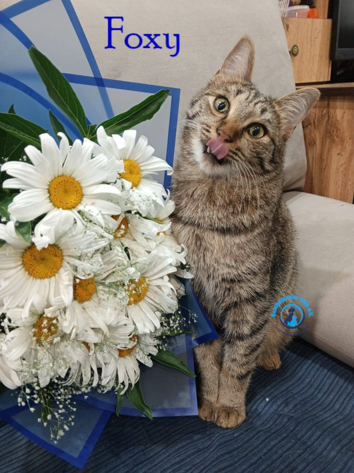 Nadezhda/Katzen/Foxy_III/Foxy_III35mN.jpg