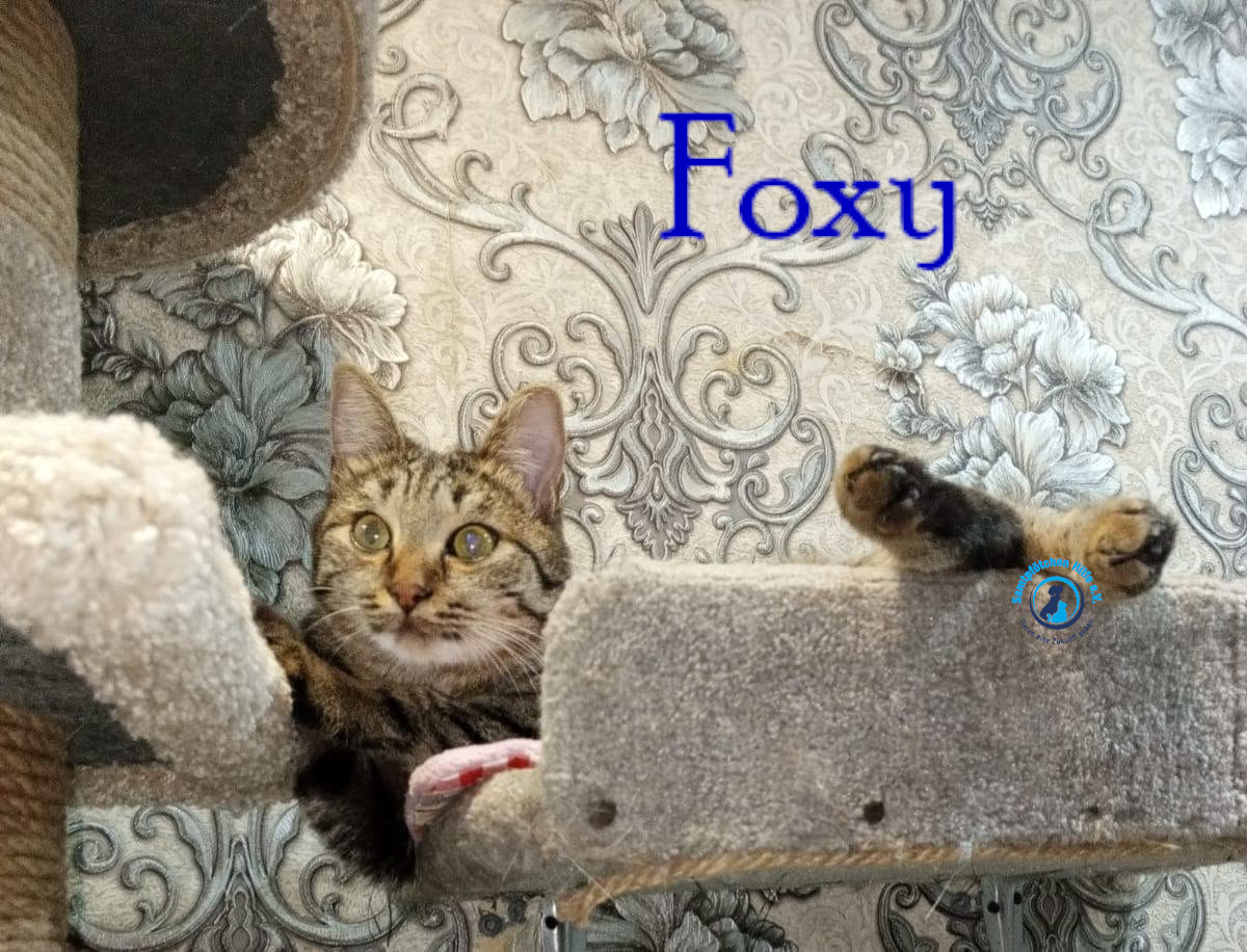 Nadezhda/Katzen/Foxy_III/Foxy_III36mN.jpg