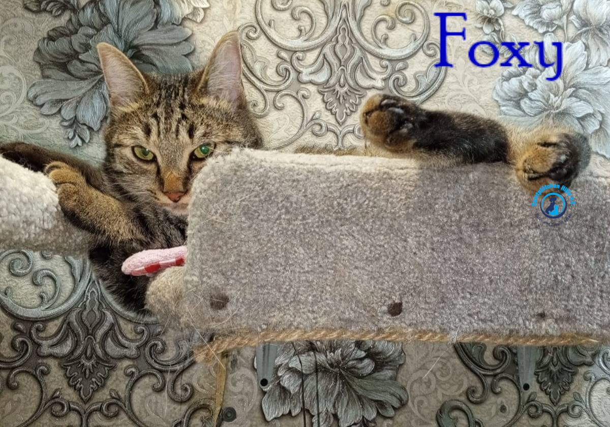 Nadezhda/Katzen/Foxy_III/Foxy_III37mN.jpg