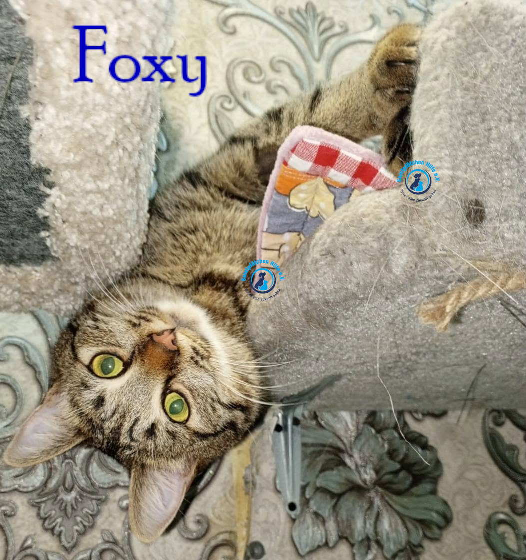 Nadezhda/Katzen/Foxy_III/Foxy_III38mN.jpg