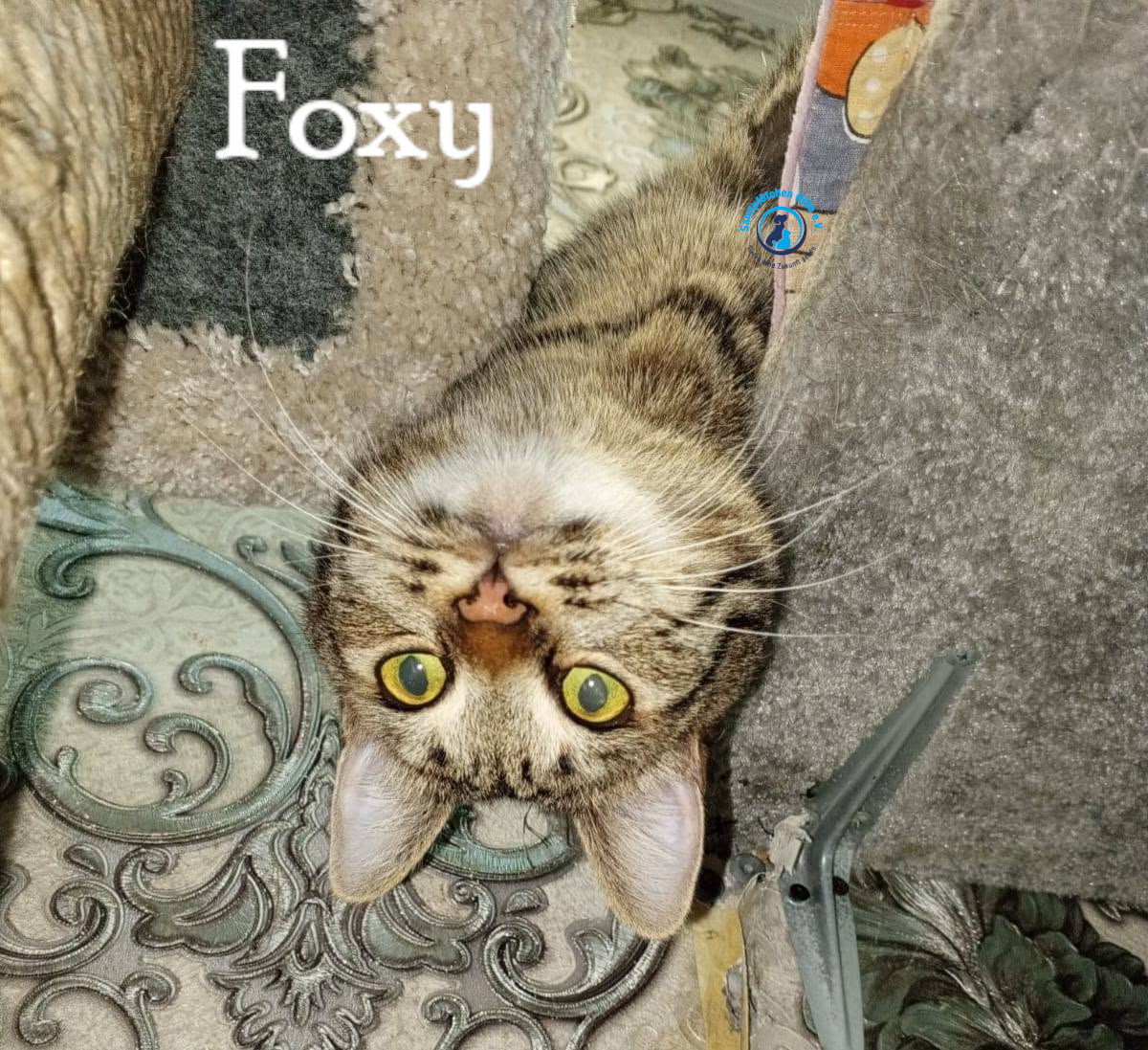 Nadezhda/Katzen/Foxy_III/Foxy_III39mN.jpg