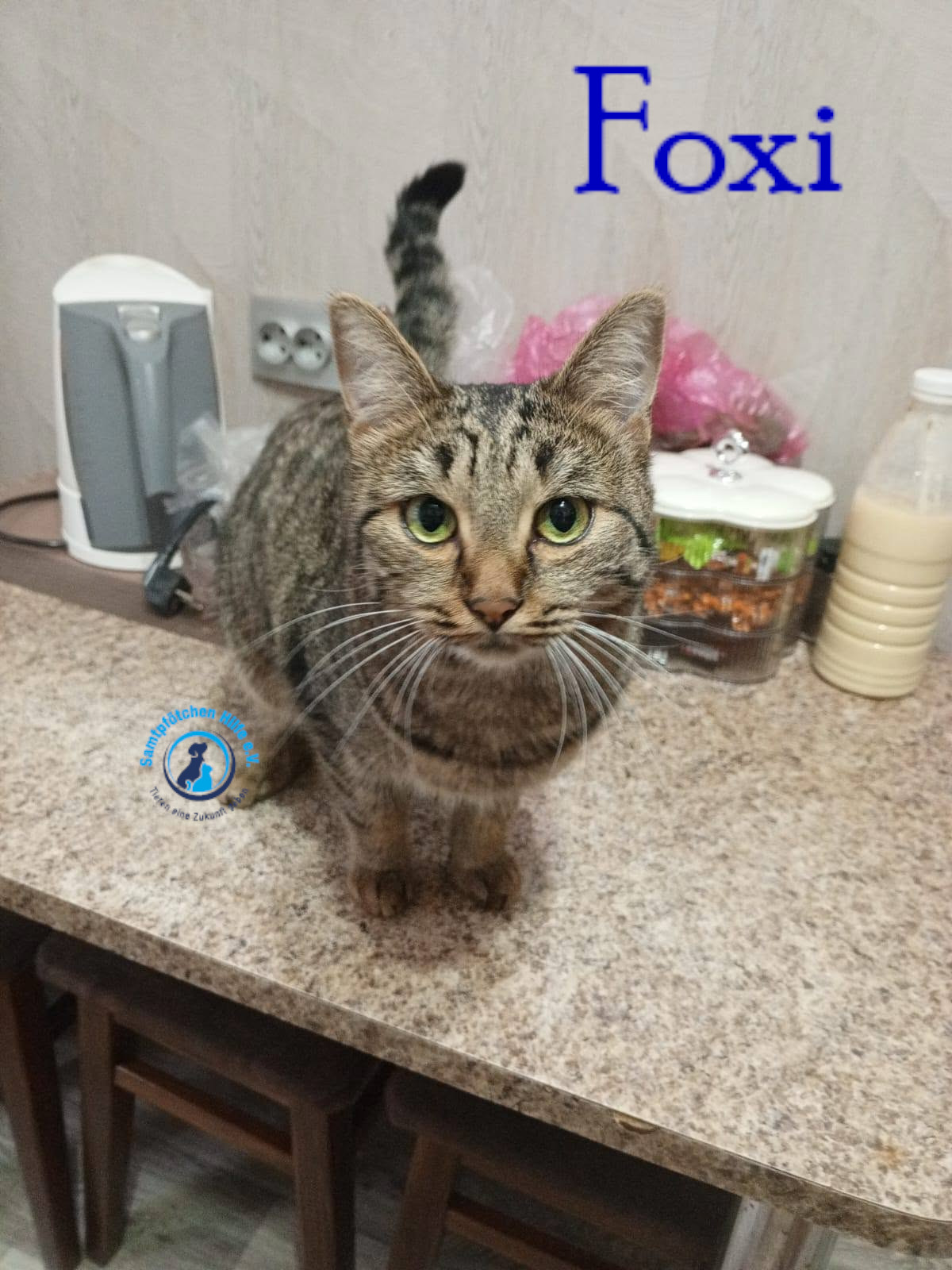 Nadezhda/Katzen/Foxy_III/Foxy_III40mN.jpg