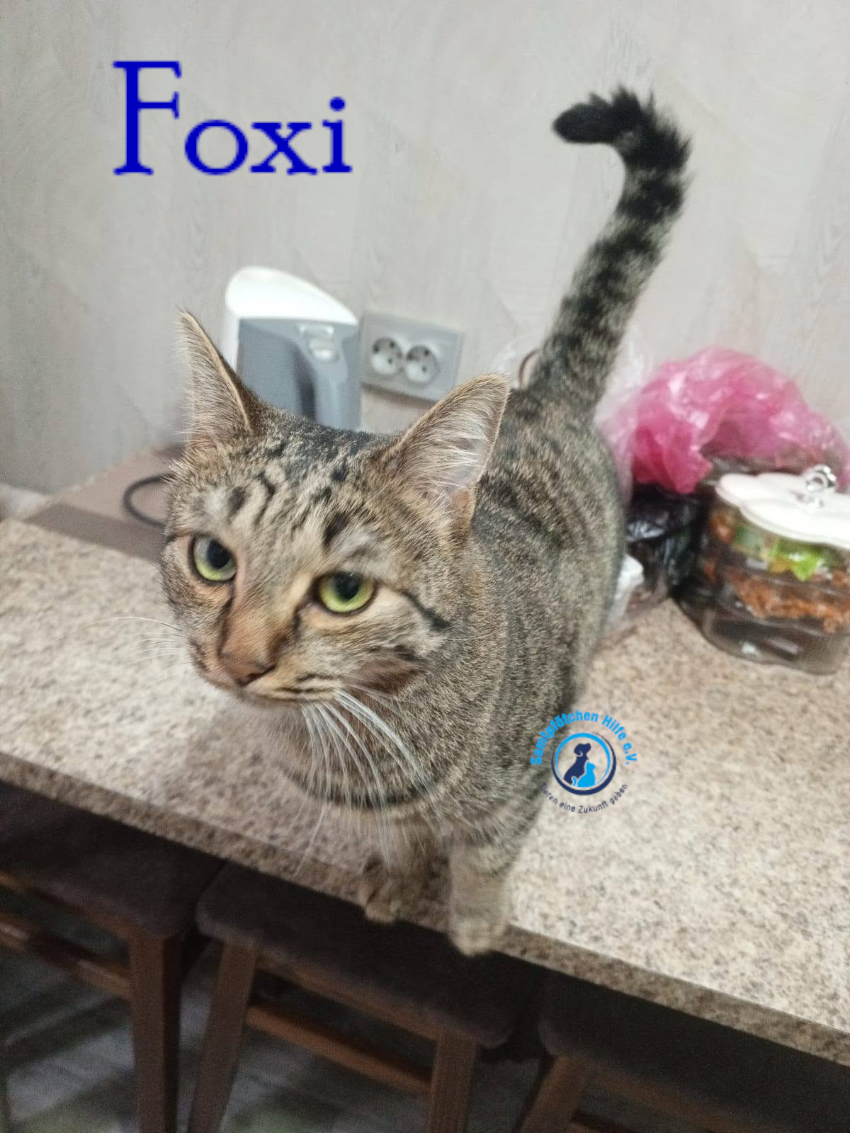 Nadezhda/Katzen/Foxy_III/Foxy_III41mN.jpg