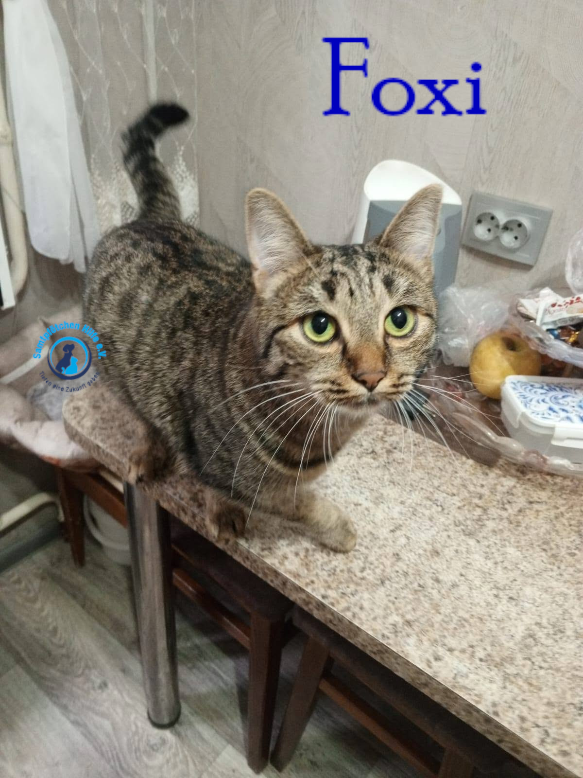 Nadezhda/Katzen/Foxy_III/Foxy_III42mN.jpg