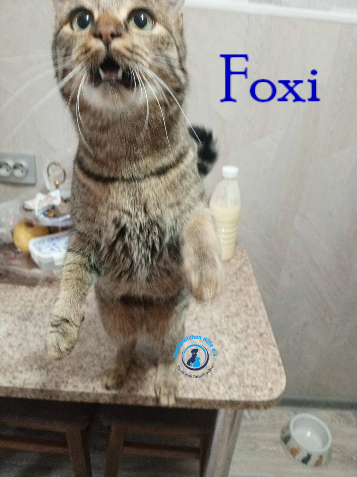 Nadezhda/Katzen/Foxy_III/Foxy_III43mN.jpg