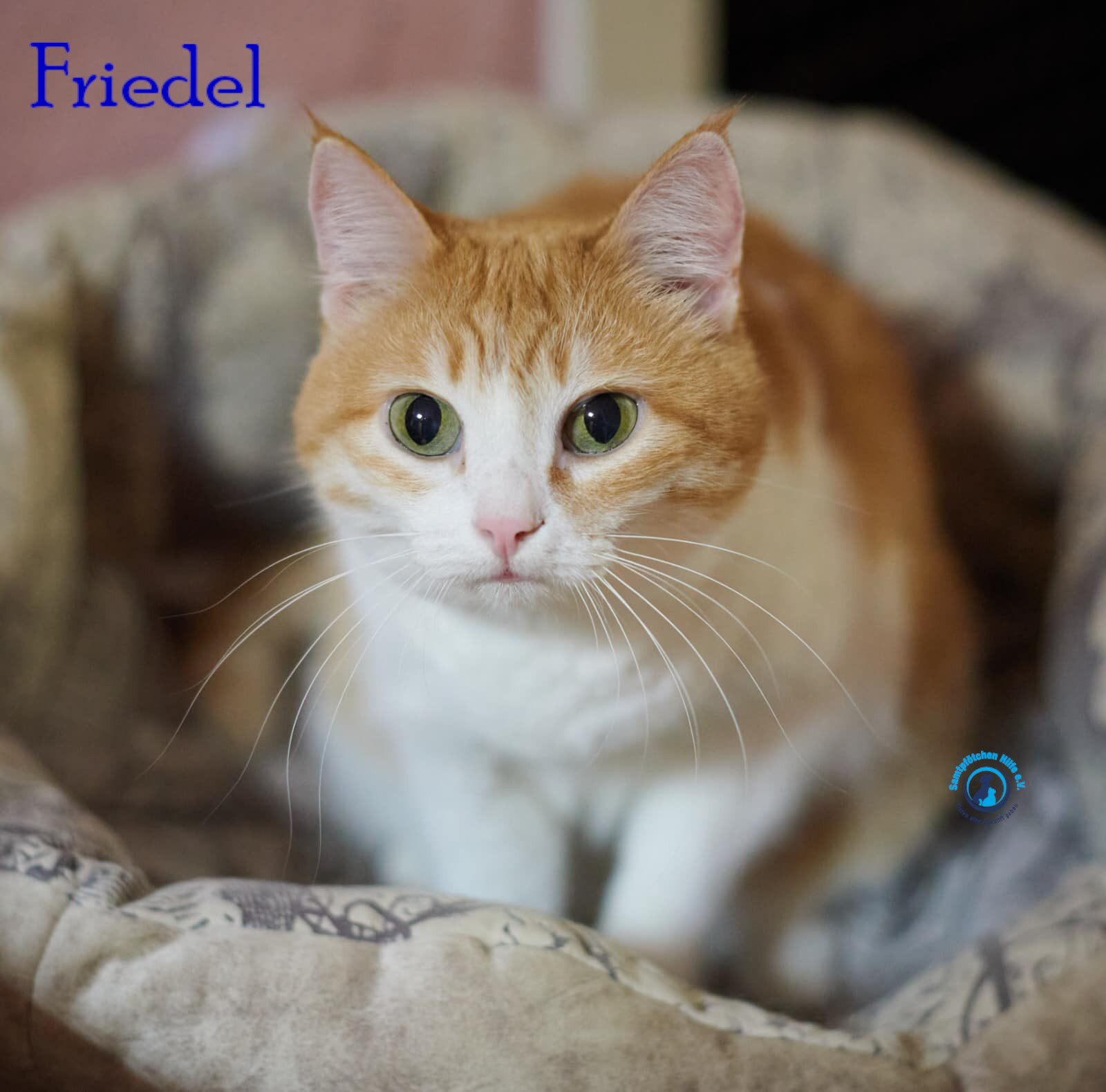 Nadezhda/Katzen/Friedel/Friedel36mN.jpg
