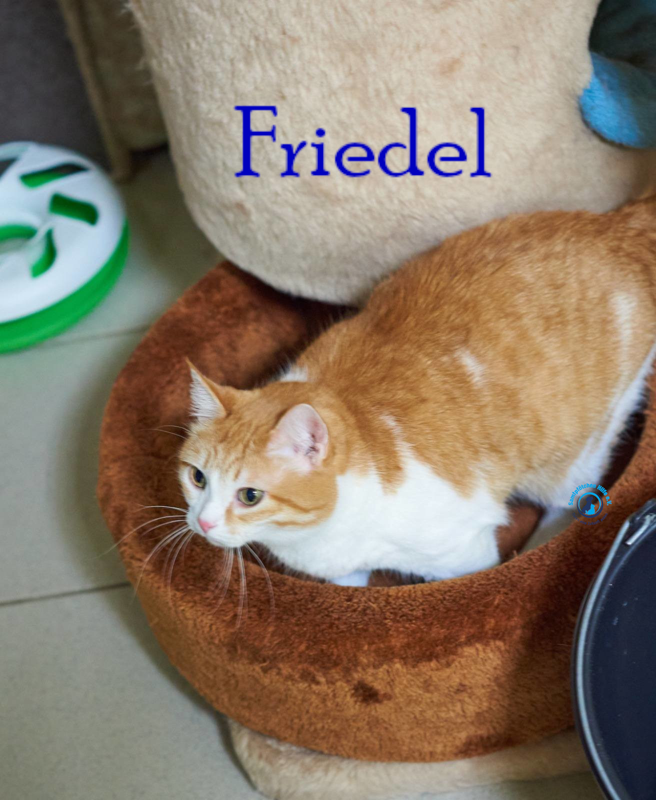Nadezhda/Katzen/Friedel/Friedel38mN.jpg