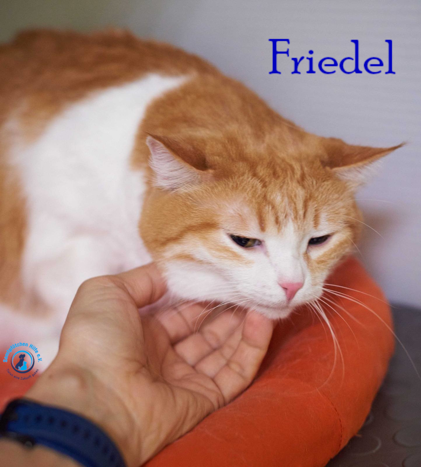 Nadezhda/Katzen/Friedel/Friedel39mN.jpg