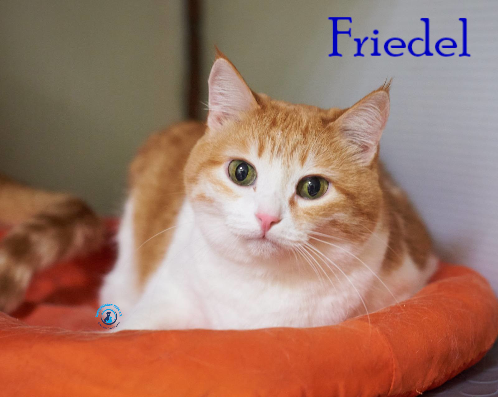 Nadezhda/Katzen/Friedel/Friedel41mN.jpg