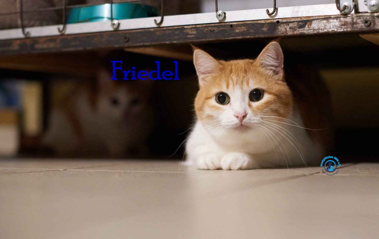 Nadezhda/Katzen/Friedel/Friedel47mN.jpg