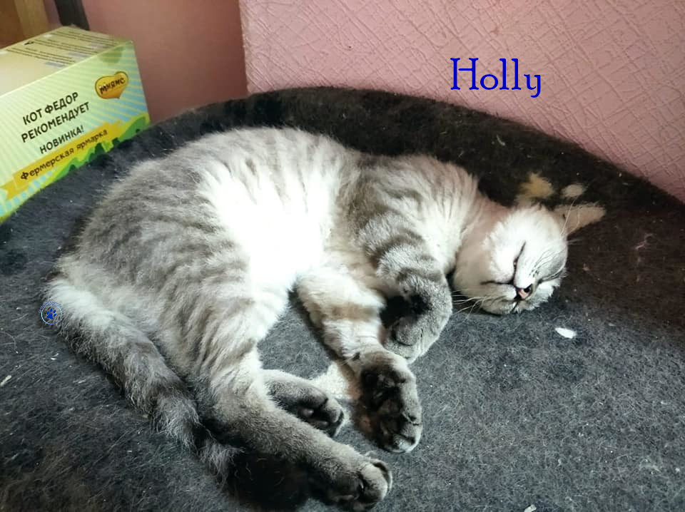 Nadezhda/Katzen/Holly/Holly34mN.jpg