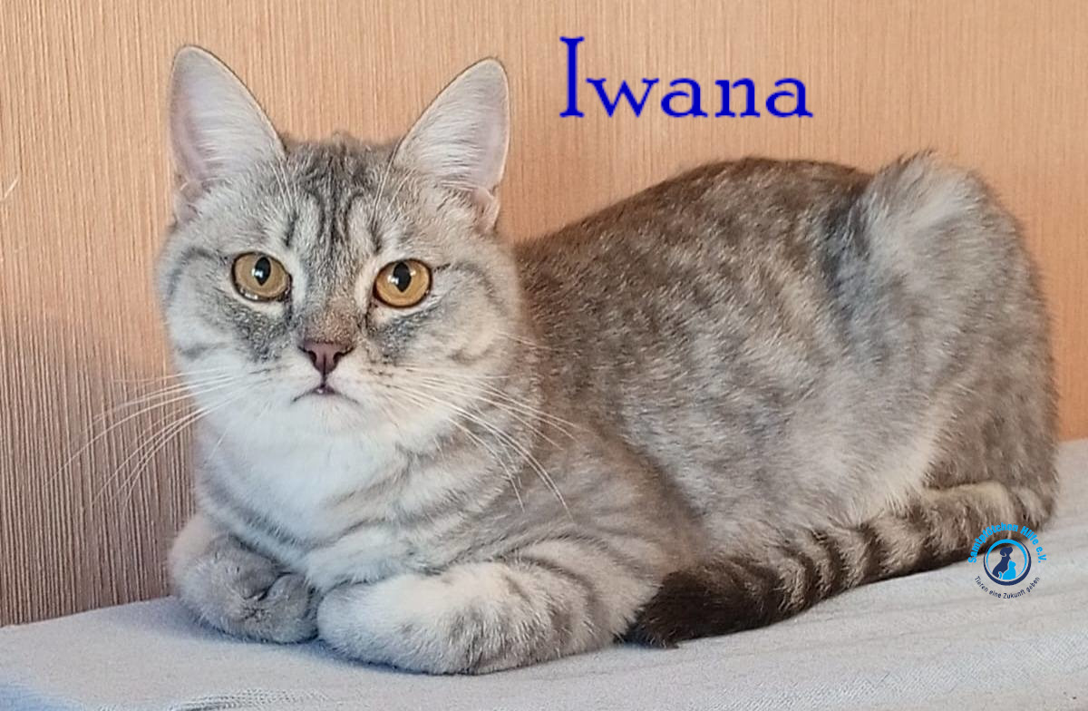 Nadezhda/Katzen/Iwana/Iwana37mN.jpg