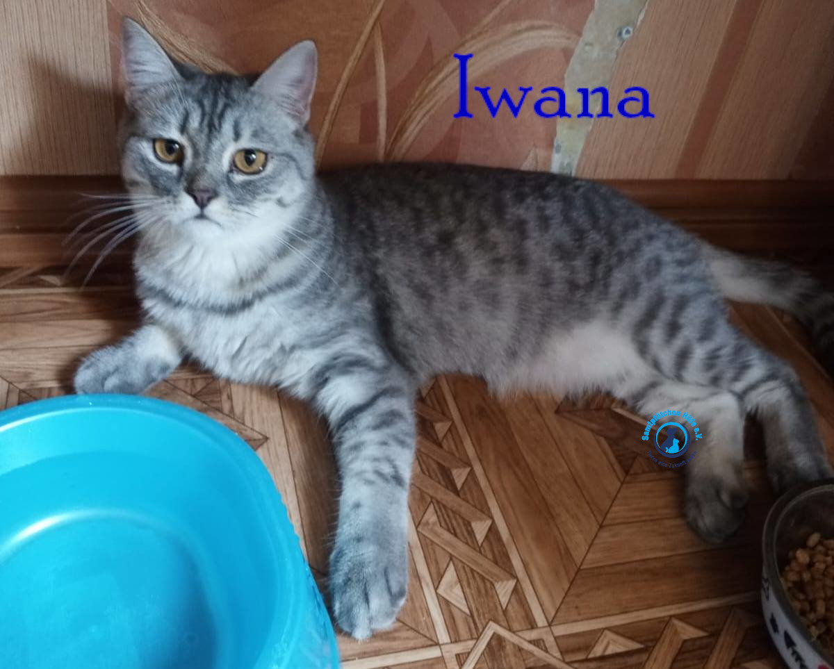 Nadezhda/Katzen/Iwana/Iwana40mN.jpg