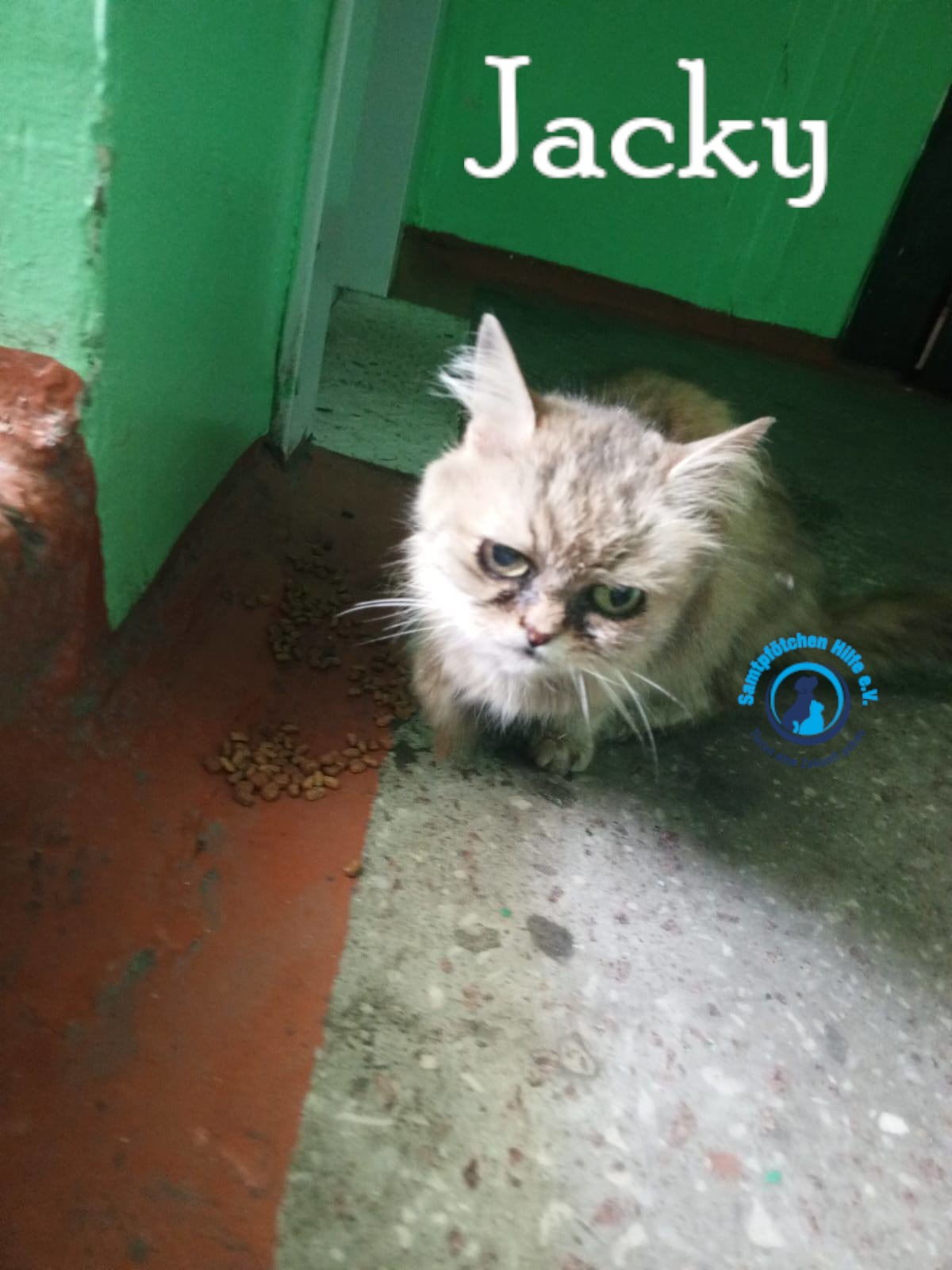 Nadezhda/Katzen/Jacky/Jacky01mN.jpg