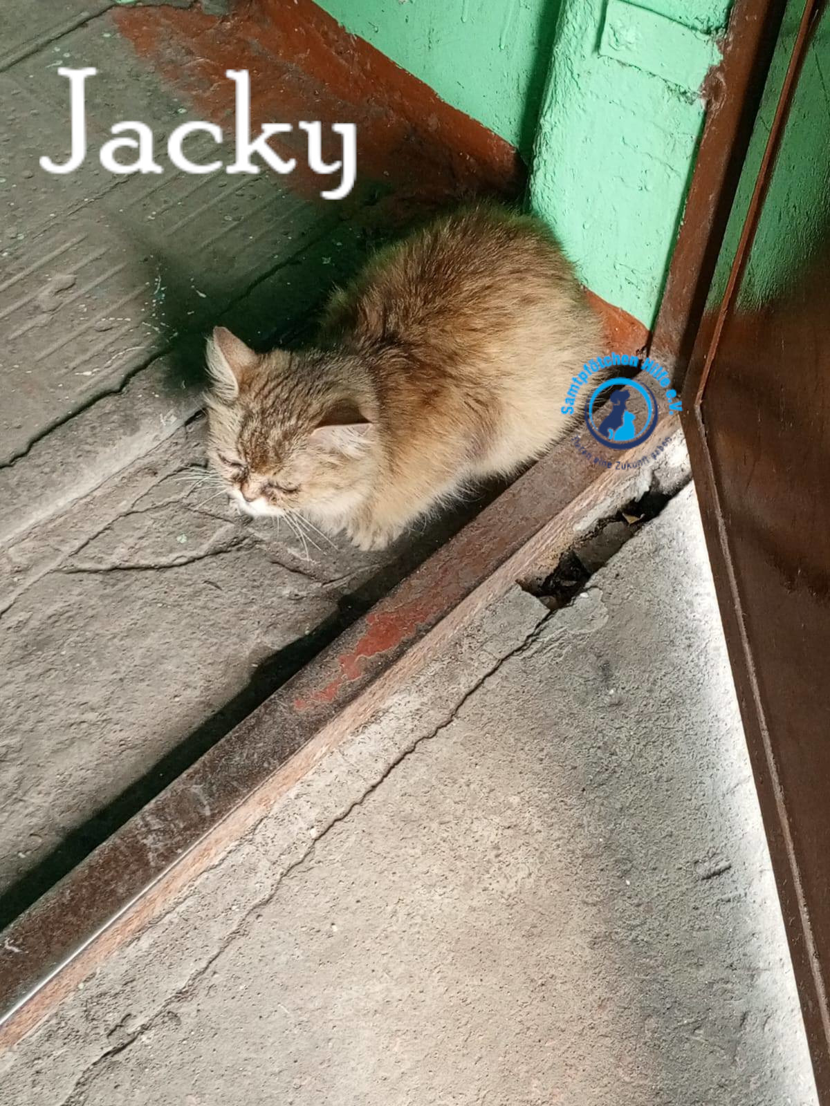 Nadezhda/Katzen/Jacky/Jacky03mN.jpg