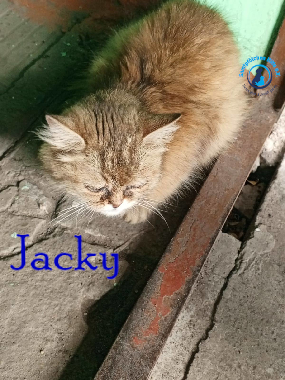 Nadezhda/Katzen/Jacky/Jacky04mN.jpg
