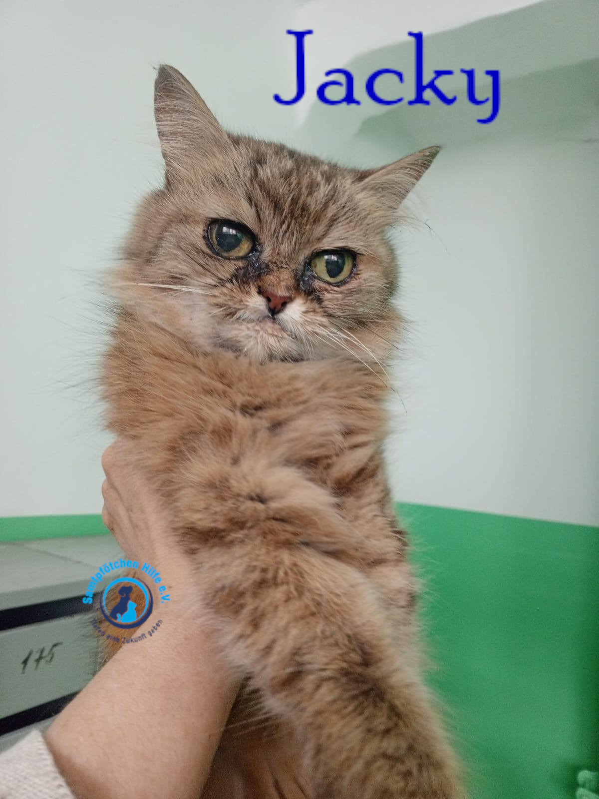 Nadezhda/Katzen/Jacky/Jacky05mN.jpg