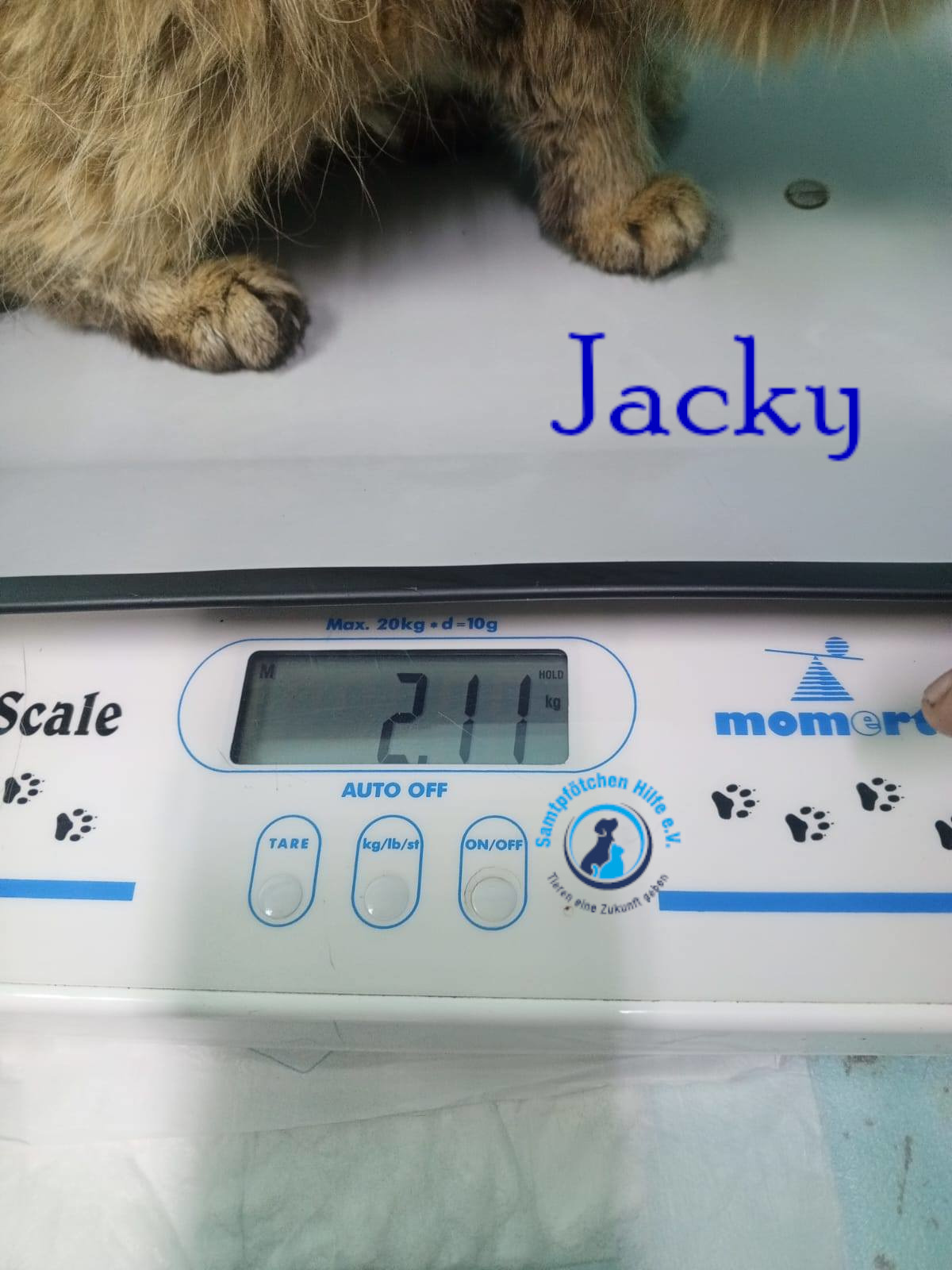 Nadezhda/Katzen/Jacky/Jacky13mN.jpg