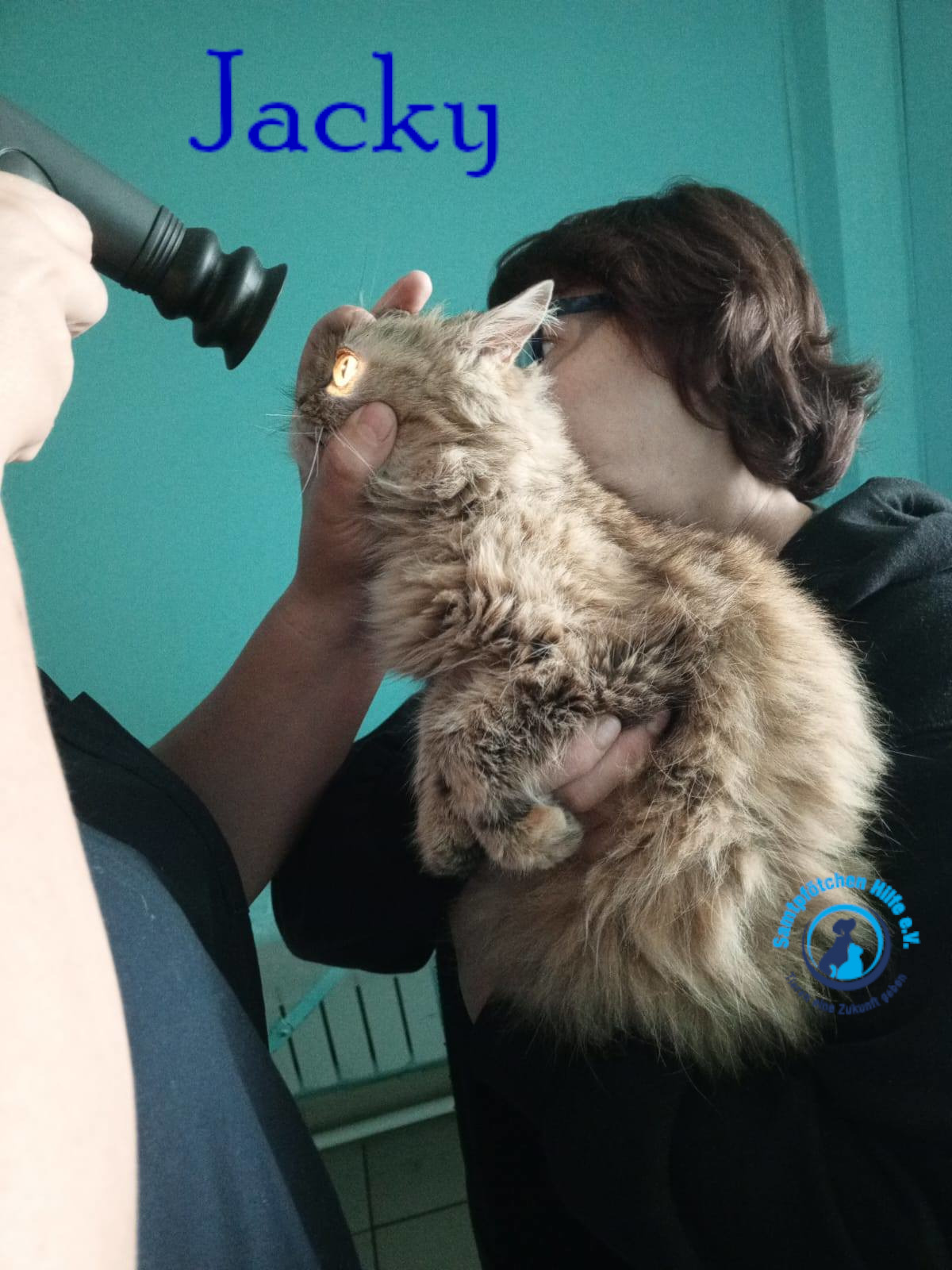 Nadezhda/Katzen/Jacky/Jacky15mN.jpg