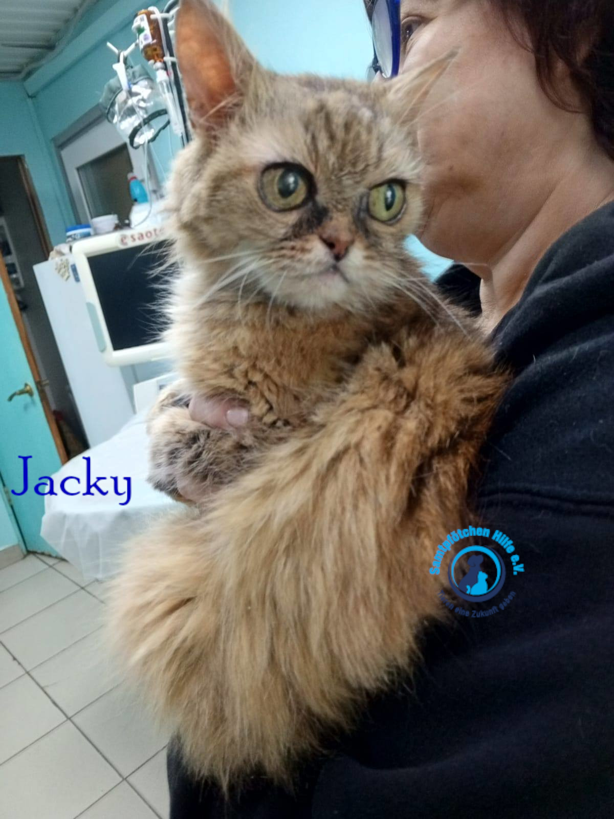 Nadezhda/Katzen/Jacky/Jacky17mN.jpg