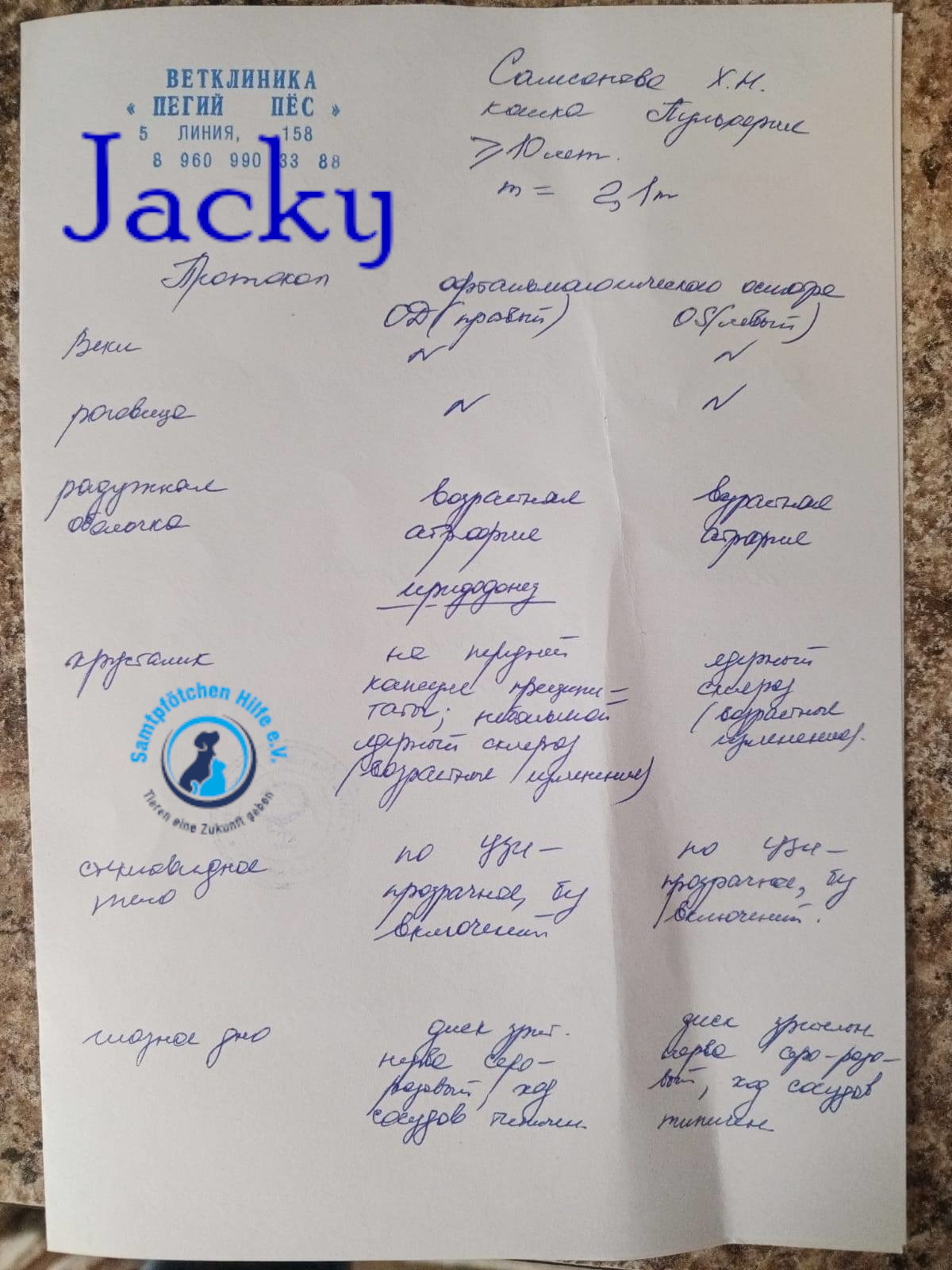 Nadezhda/Katzen/Jacky/Jacky19mN.jpg