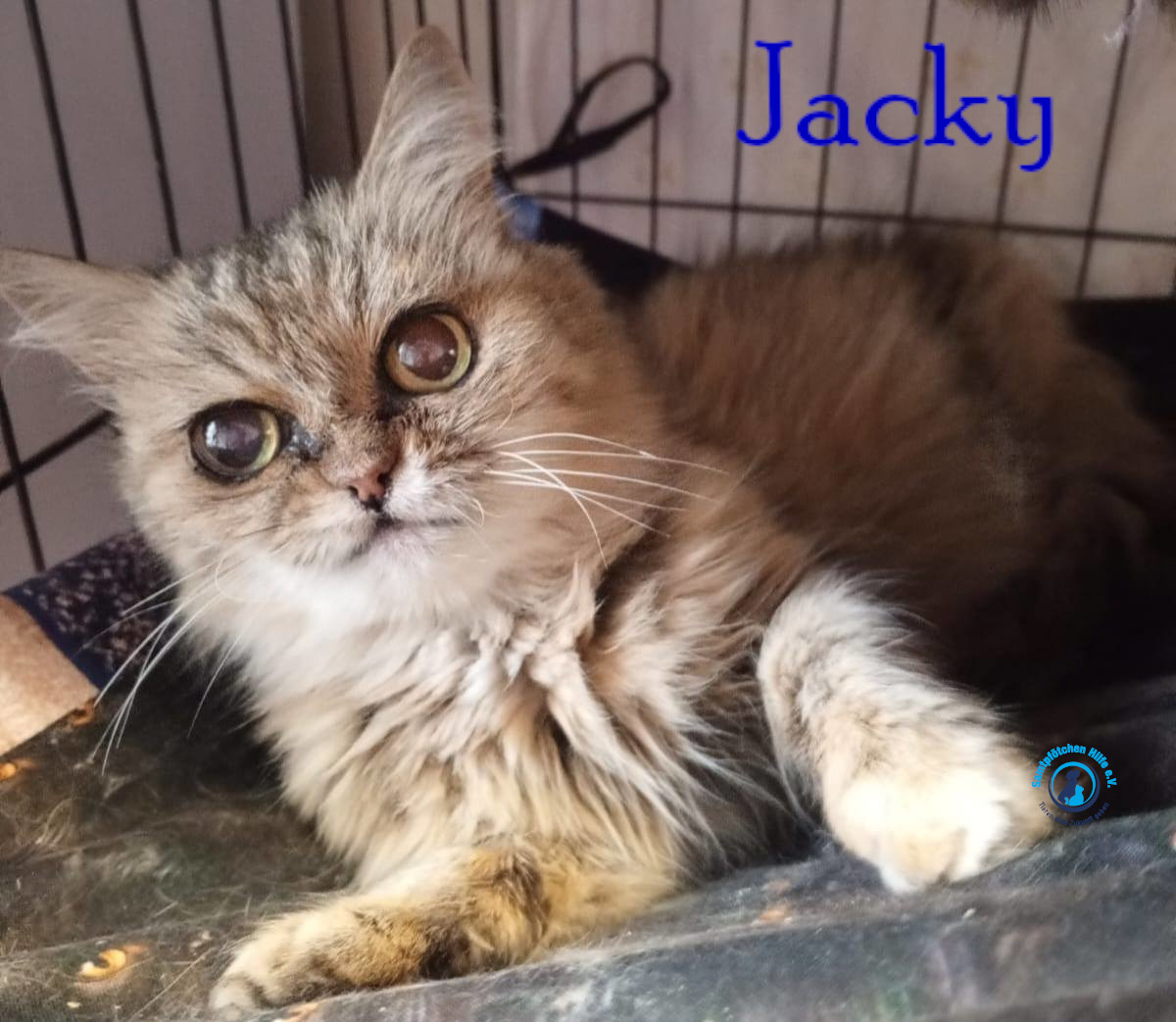 Nadezhda/Katzen/Jacky/Jacky25mN.jpg