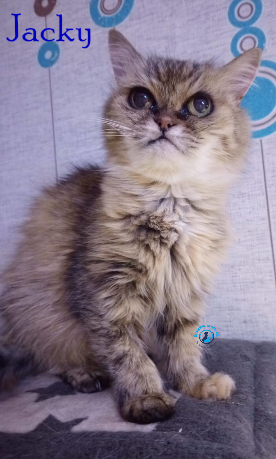 Nadezhda/Katzen/Jacky/Jacky26mN.jpg