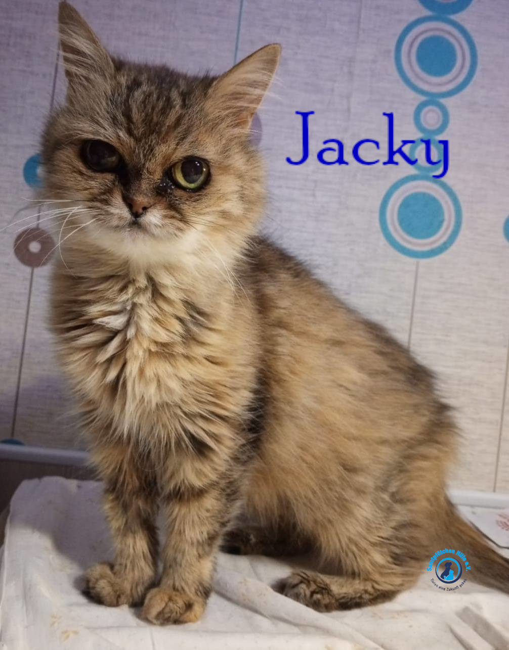 Nadezhda/Katzen/Jacky/Jacky28mN.jpg