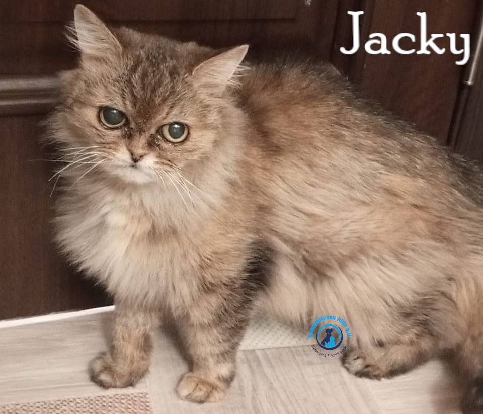 Nadezhda/Katzen/Jacky/Jacky31mN.jpg