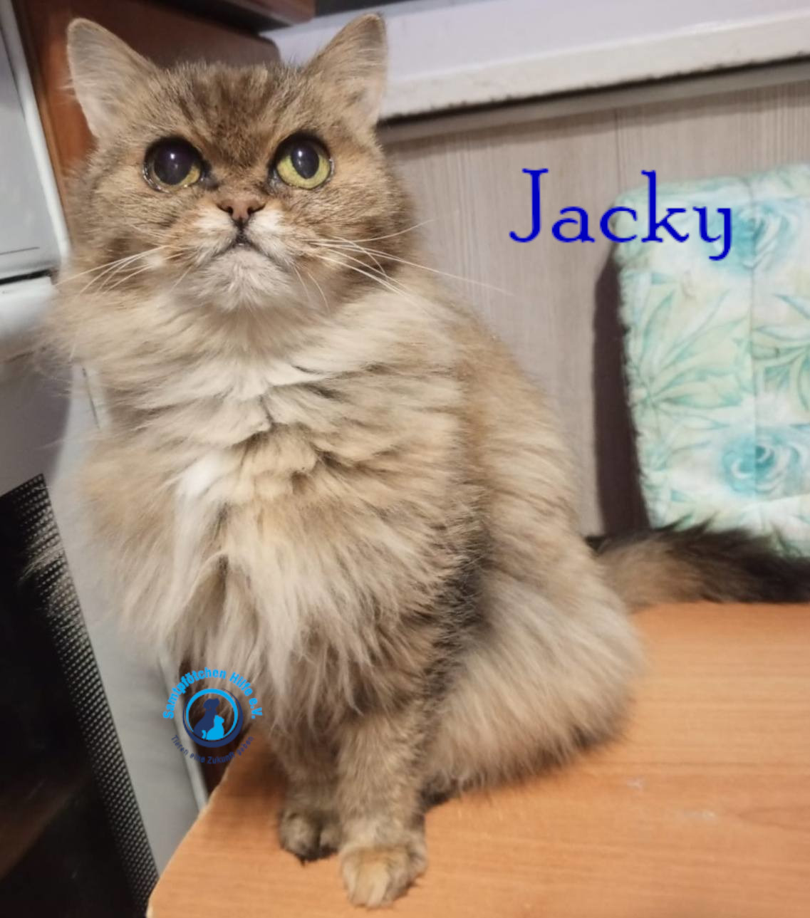 Nadezhda/Katzen/Jacky/Jacky33mN.jpg