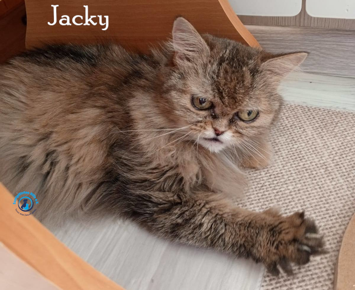 Nadezhda/Katzen/Jacky/Jacky35mN.jpg