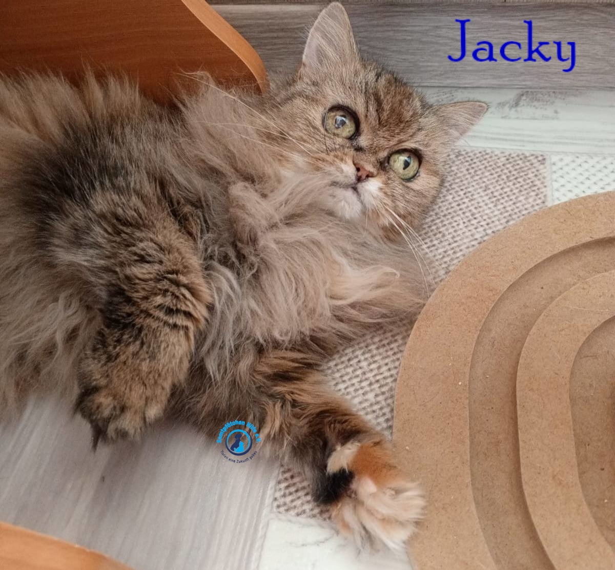 Nadezhda/Katzen/Jacky/Jacky36mN.jpg
