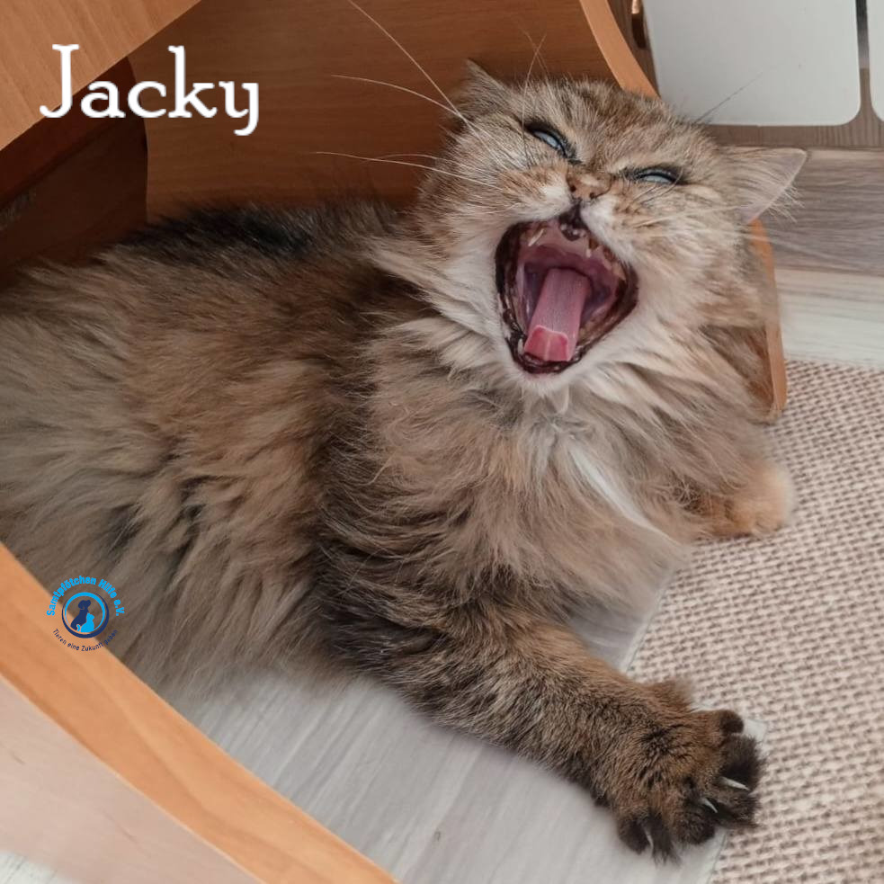 Nadezhda/Katzen/Jacky/Jacky37mN.jpg