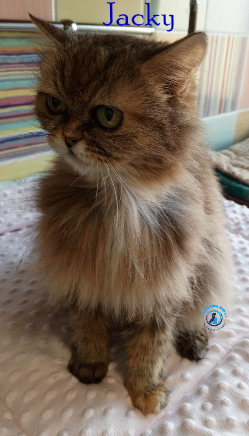 Nadezhda/Katzen/Jacky/Jacky39mN.jpg