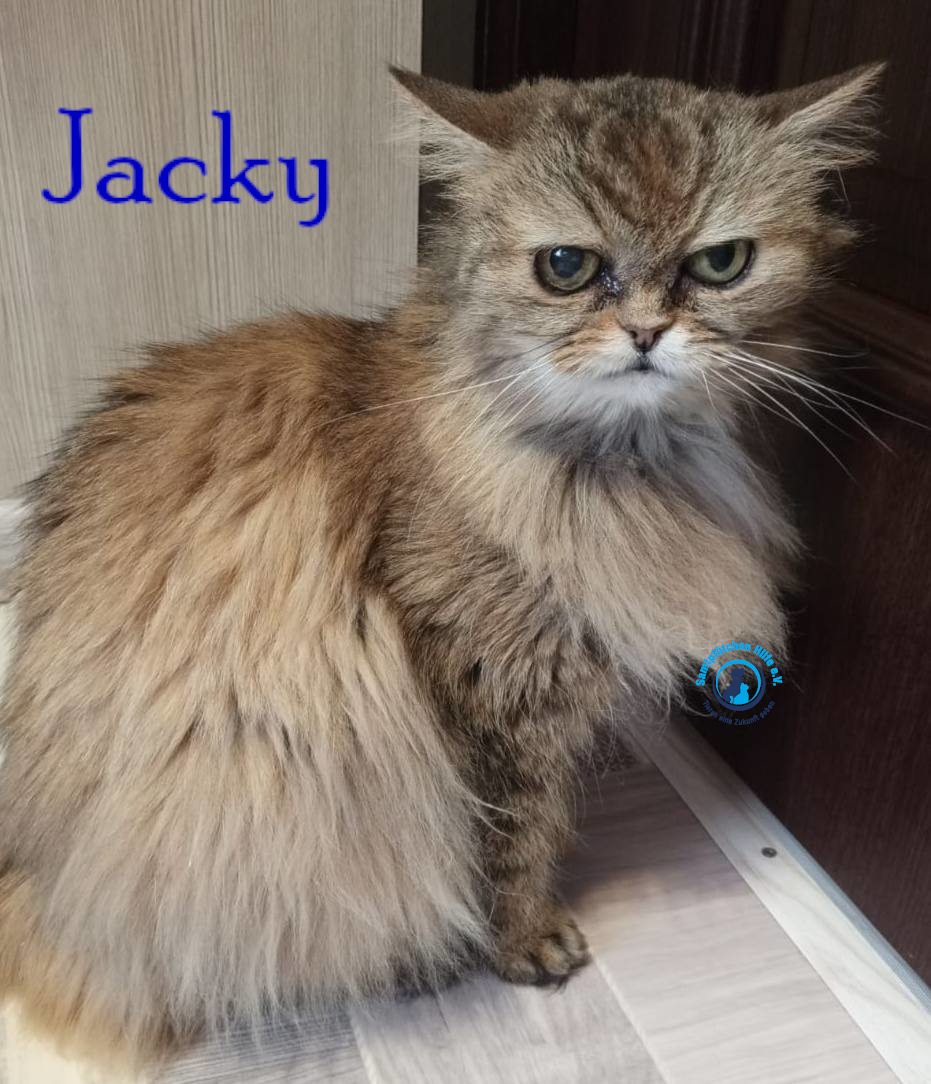 Nadezhda/Katzen/Jacky/Jacky40mN.jpg