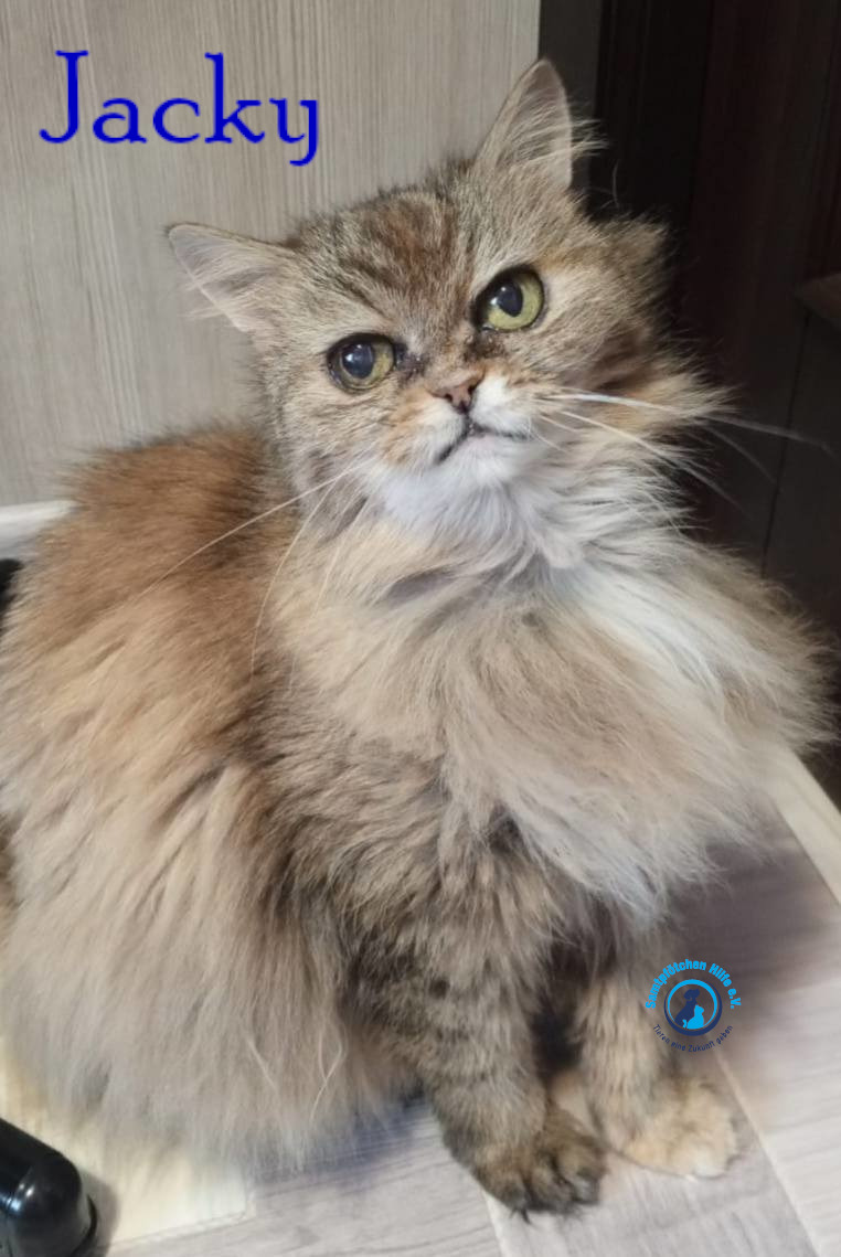 Nadezhda/Katzen/Jacky/Jacky41mN.jpg