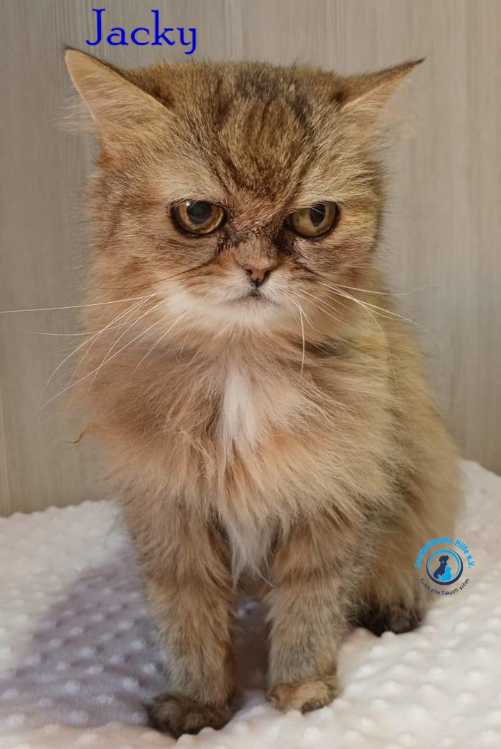 Nadezhda/Katzen/Jacky/Jacky42mN.jpg
