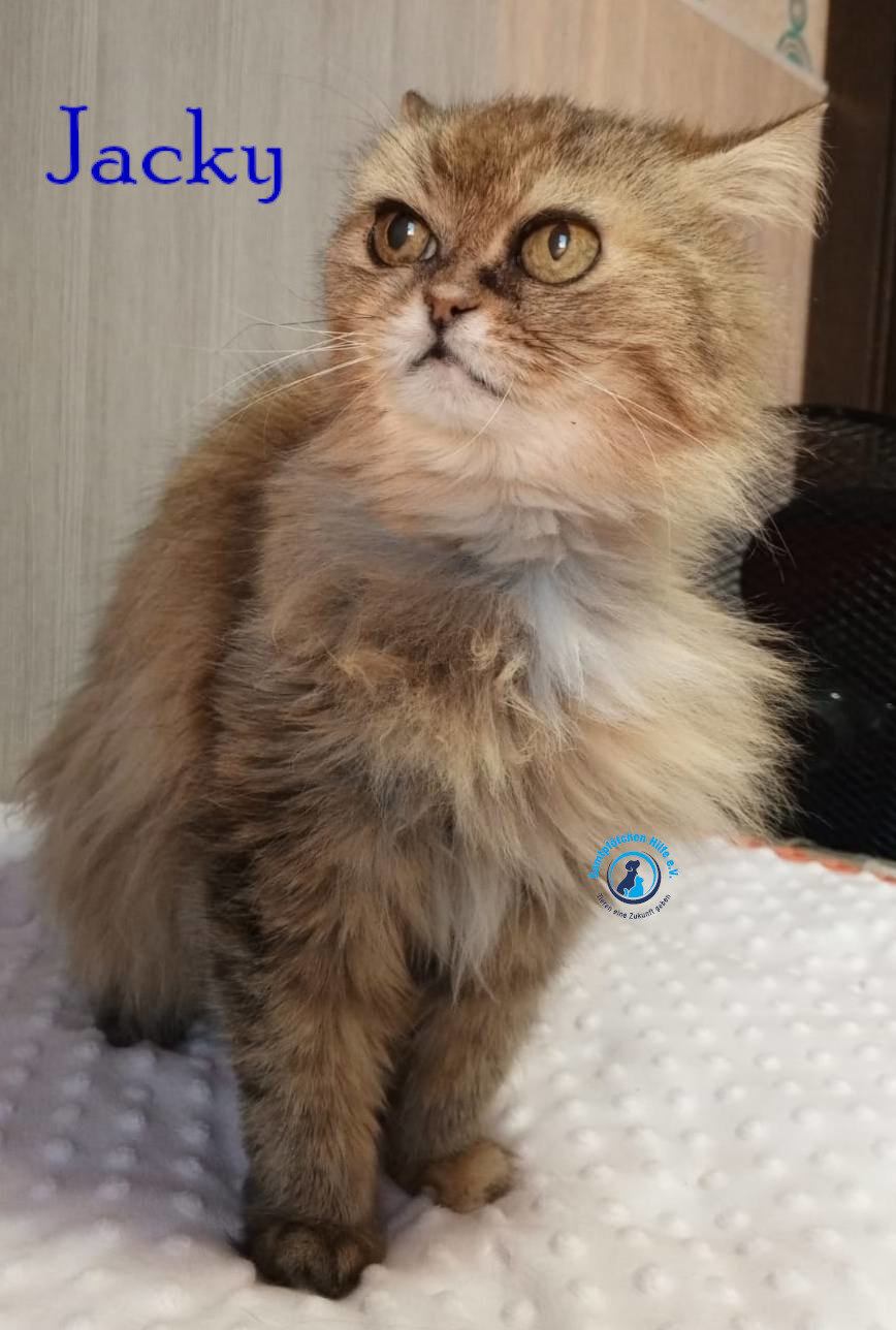 Nadezhda/Katzen/Jacky/Jacky45mN.jpg
