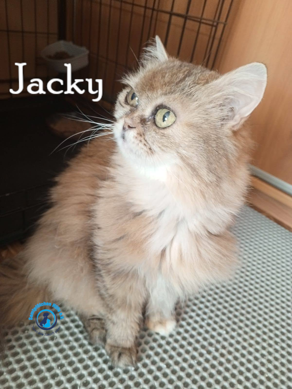 Nadezhda/Katzen/Jacky/Jacky46mN.jpg