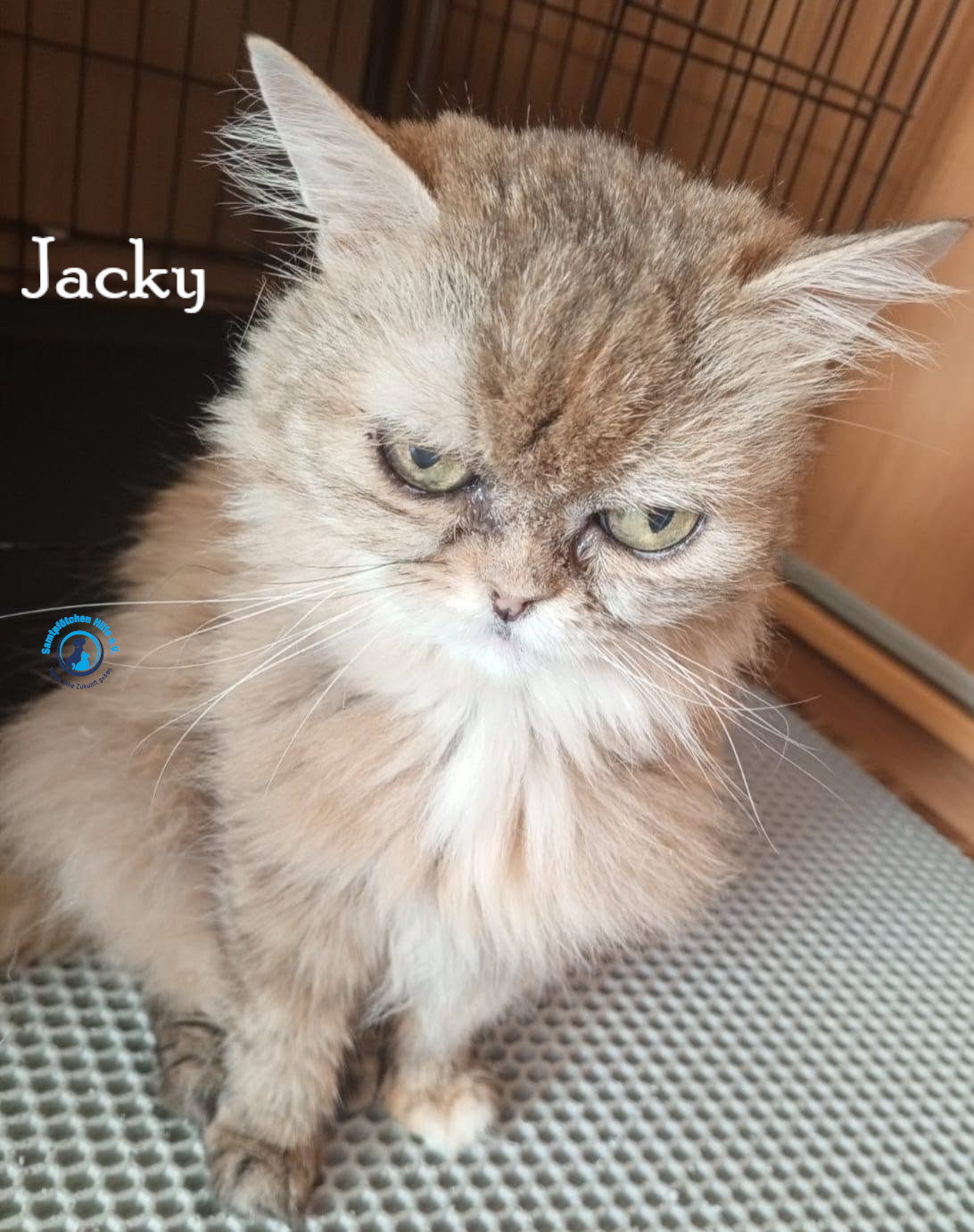Nadezhda/Katzen/Jacky/Jacky47mN.jpg