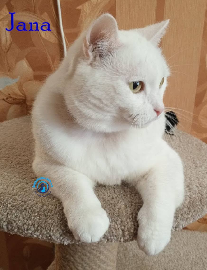 Nadezhda/Katzen/Jana_II/Jana_II101mN.jpg