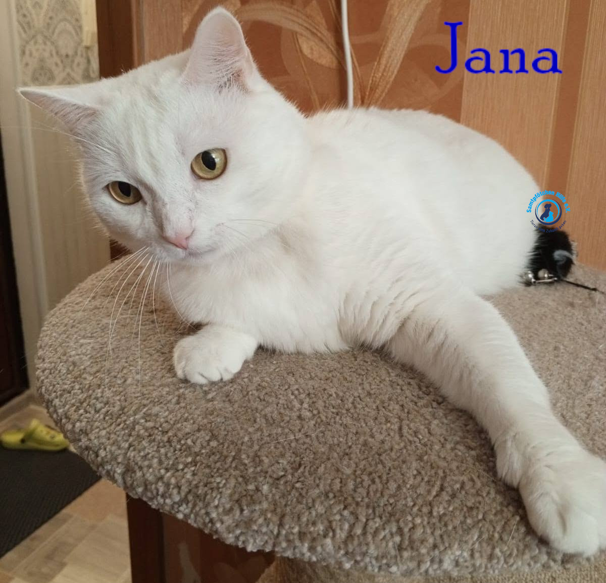 Nadezhda/Katzen/Jana_II/Jana_II102mN.jpg