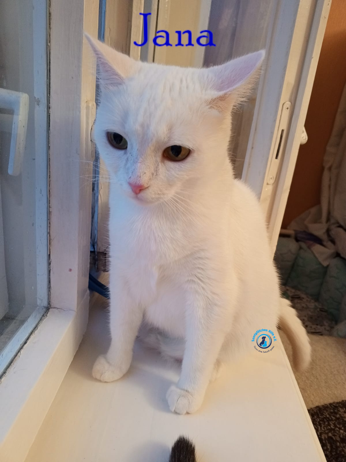 Nadezhda/Katzen/Jana_II/Jana_II48mN.jpg