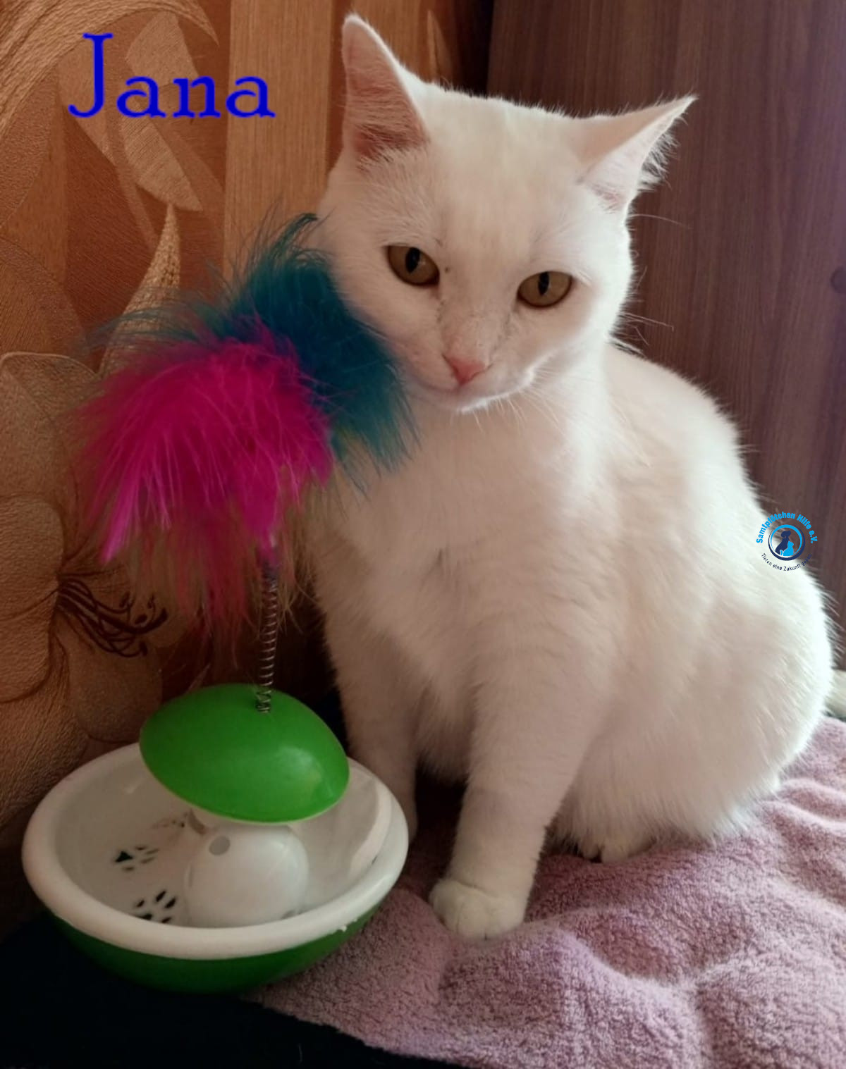 Nadezhda/Katzen/Jana_II/Jana_II49mN.jpg