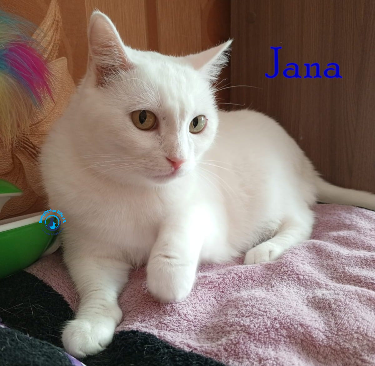 Nadezhda/Katzen/Jana_II/Jana_II50mN.jpg