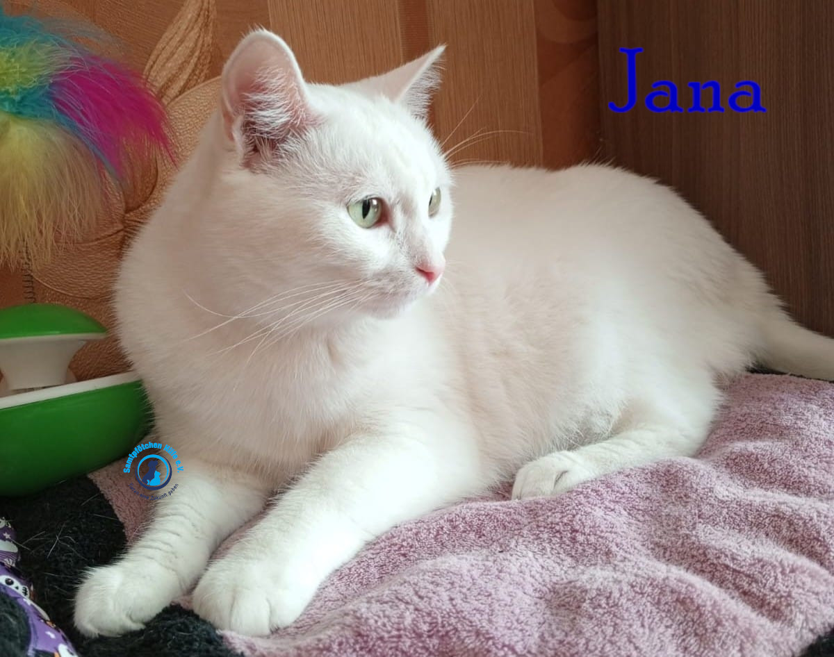 Nadezhda/Katzen/Jana_II/Jana_II51mN.jpg