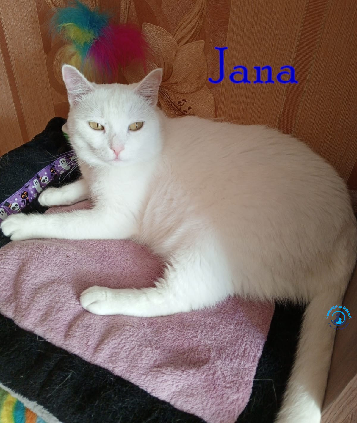 Nadezhda/Katzen/Jana_II/Jana_II52mN.jpg