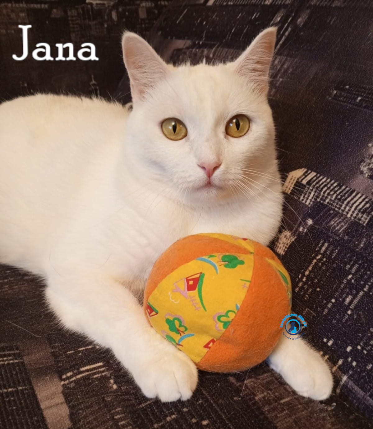 Nadezhda/Katzen/Jana_II/Jana_II54mN.jpg