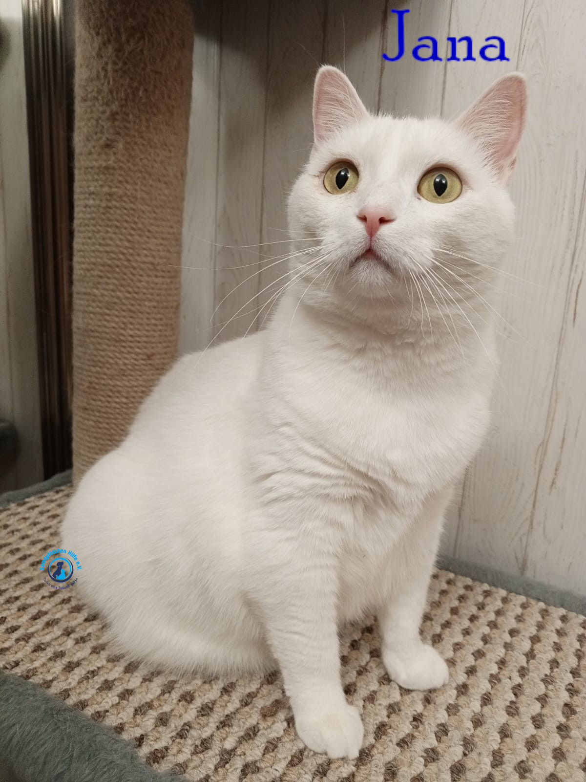 Nadezhda/Katzen/Jana_II/Jana_II55mN.jpg